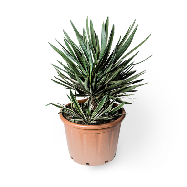 Yucca Gloriosa – Bild 3