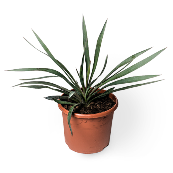 Yucca Gloriosa – Bild 4