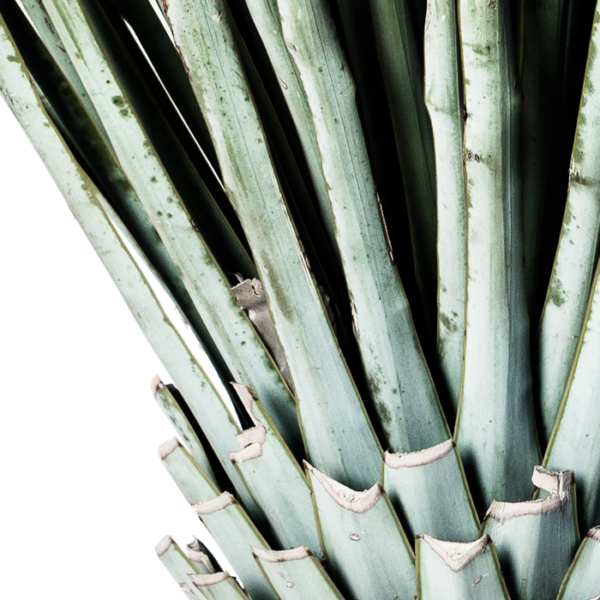 Yucca Rigida – Bild 2