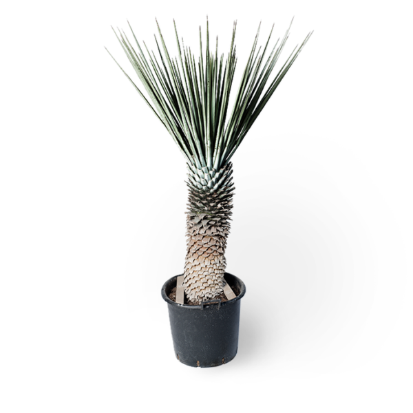 Yucca Rigida