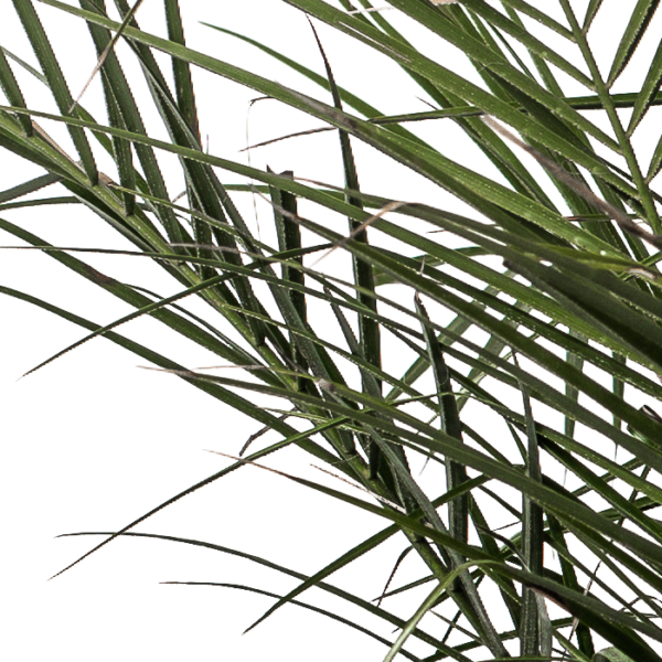 Zwergpalme Chamaerops Humilis – Bild 2