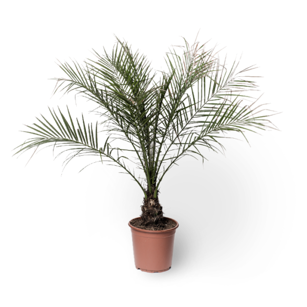 Zwerg-Dattel-Palme
