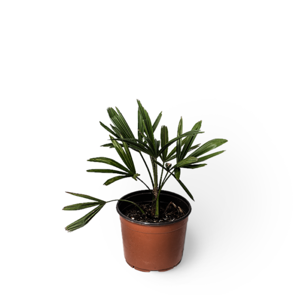 Zwergpalme Chamaerops Humilis – Bild 4