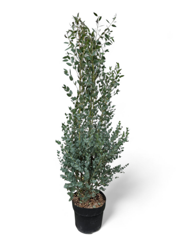 Eukalyptus Gunni – Bild 3
