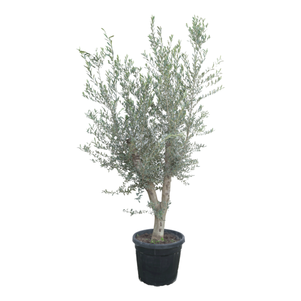 Olivenbaum