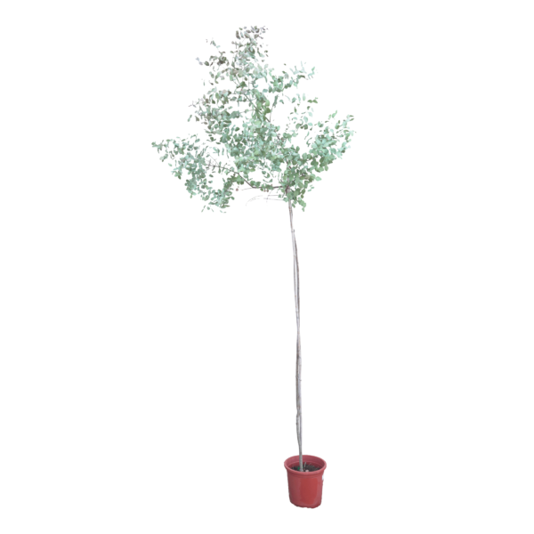 Eukalyptus Gunni Hochstamm