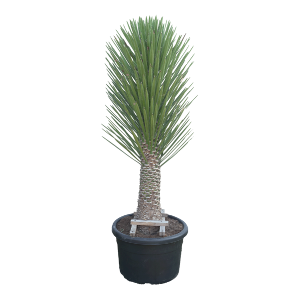 Yucca Filifera