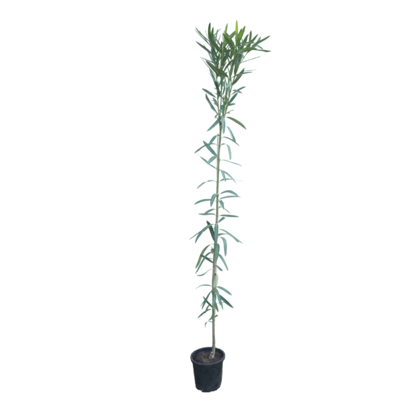 Oleander Hochstamm