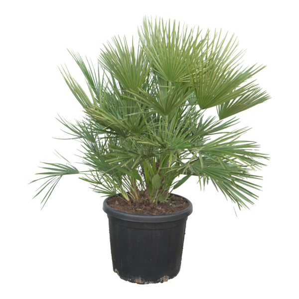 Zwergpalme Chamaerops Humilis