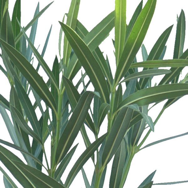 Oleander Hochstamm – Bild 3