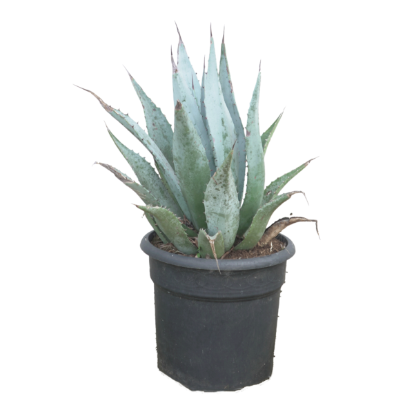 Agave Deserti