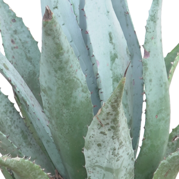 Agave Deserti – Bild 2
