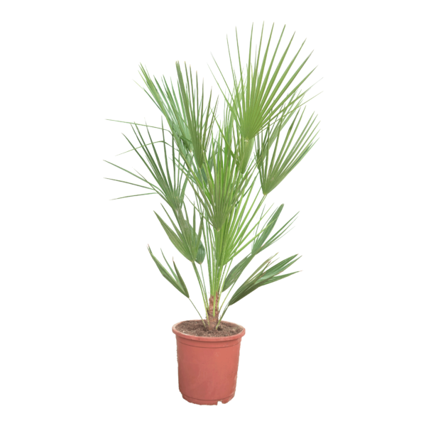 Zwergpalme Chamaerops Humilis – Bild 5