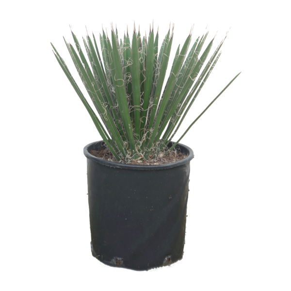 Yucca Filifera – Bild 4