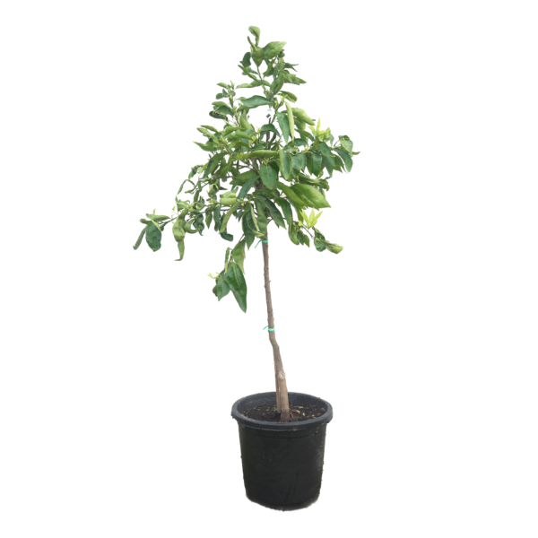 Orangenbaum – Bild 3
