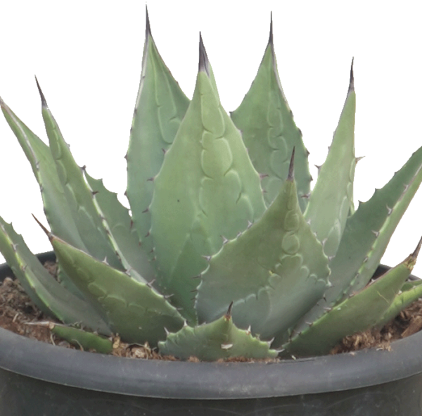 Agave Havardiana – Bild 2