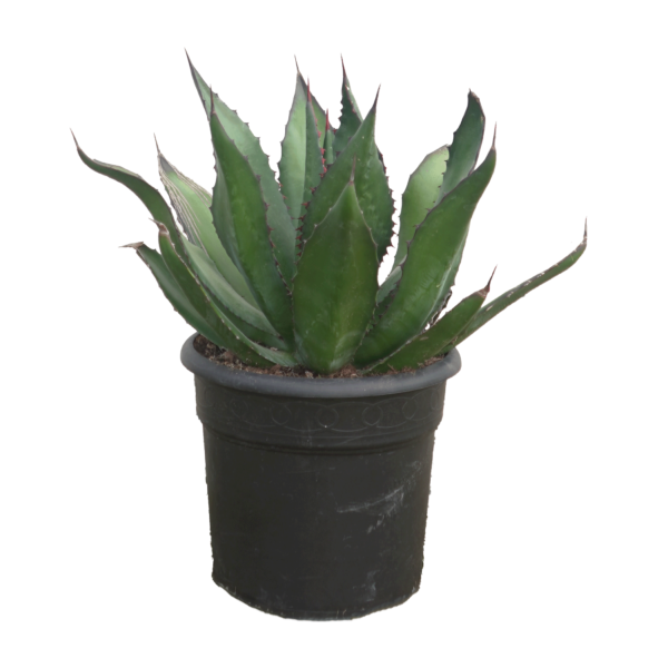 Agave Montana