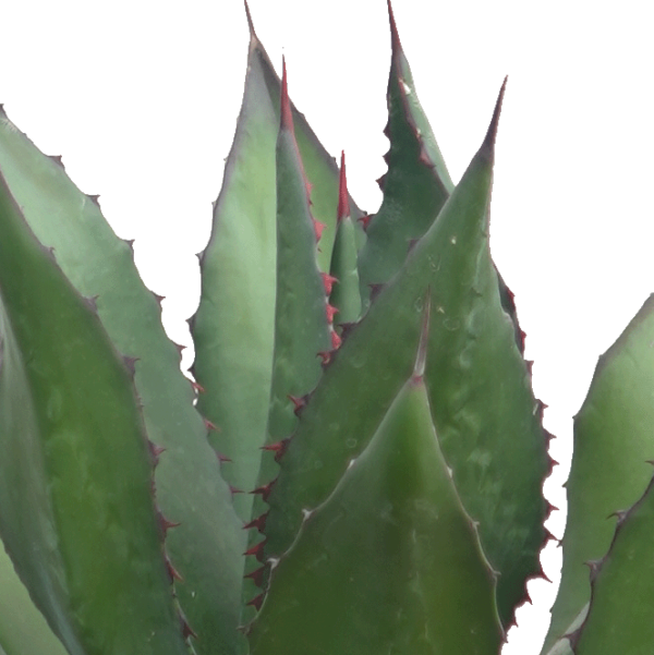 Agave Montana – Bild 2