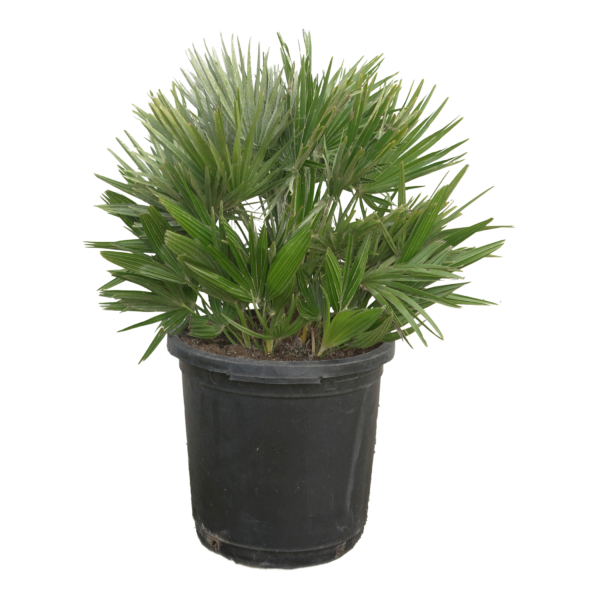 Chamaerops Humilis Vulcano