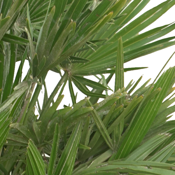Chamaerops Humilis Vulcano – Bild 2