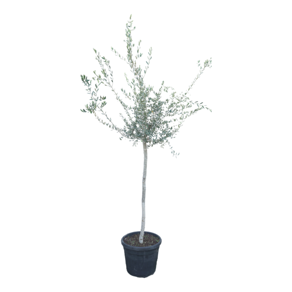 Olivenbaum – Bild 6