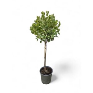 Euonymus japonicus „Albomarginatus“