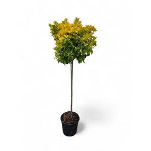 Euonymus japonicus „Aureus“