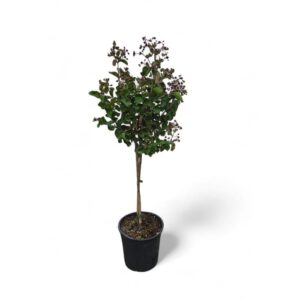 Kreppmyrte (Lagerstroemia indica) „Dynamite“ – Hochstamm