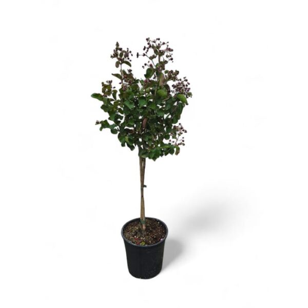 Kreppmyrte (Lagerstroemia indica) „Dynamite“ – Hochstamm
