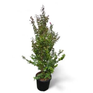 Kreppmyrte (Lagerstroemia indica) „Dynamite“