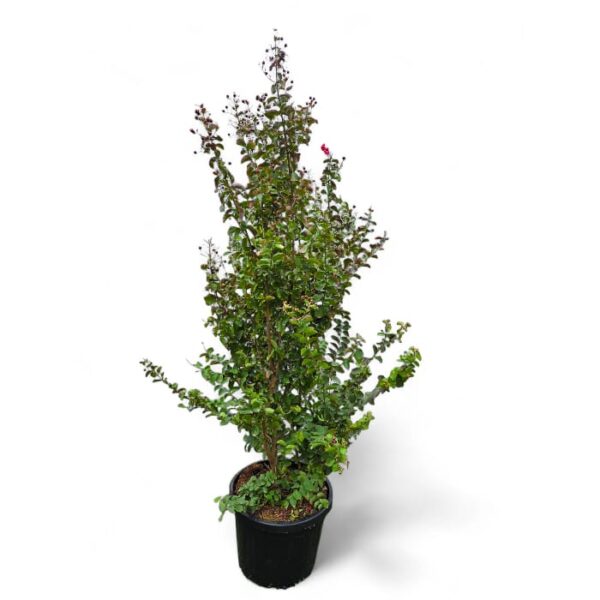 Kreppmyrte (Lagerstroemia indica) „Dynamite“