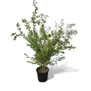 Kreppmyrte (Lagerstroemia indica) „Acoma“