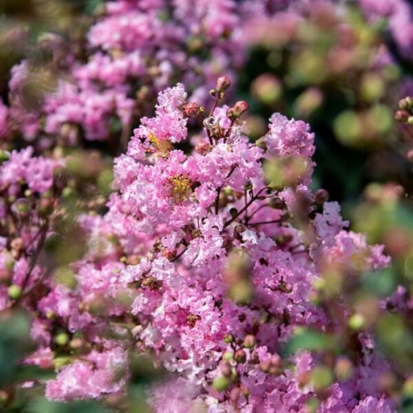 Kreppmyrte (Lagerstroemia indica) „Seaburn Rose“ – Bild 2