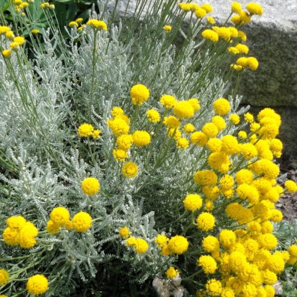 Santolina chamaecyparissus – Bild 2