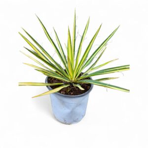 Yucca filamentosa „Color Guard“