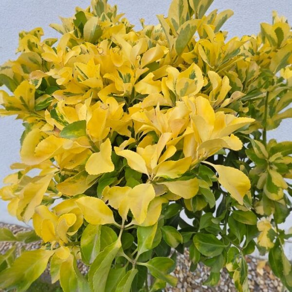Euonymus japonicus „Aureus“ – Bild 2