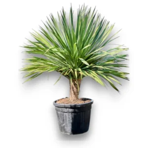 Dracaena draco