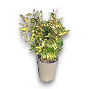 Elaeagnus ebbingei 'Variegata'