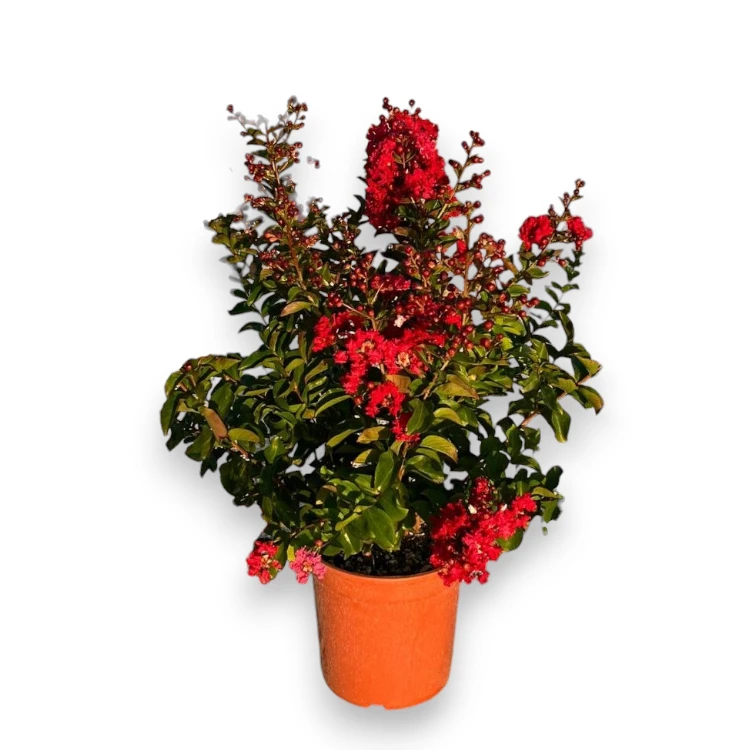 Lagerstroemia indica „Dynamite“ – Bild 4