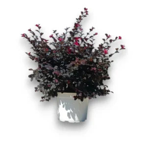 Loropetalum chinense 'Black Pearl'