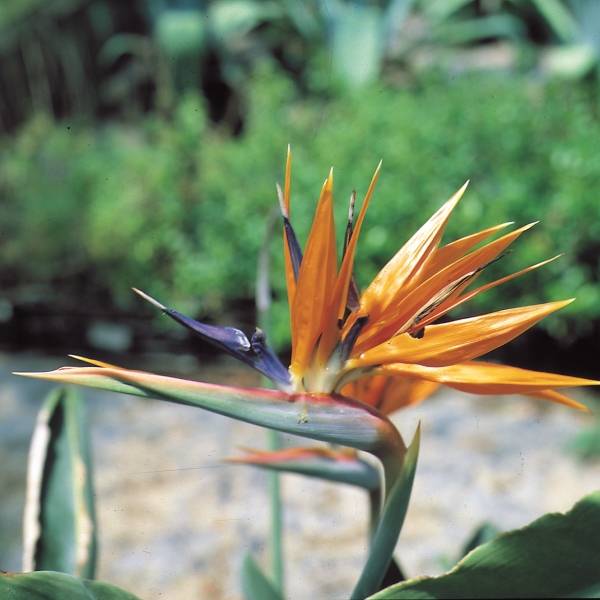 Strelitzie – Bild 2