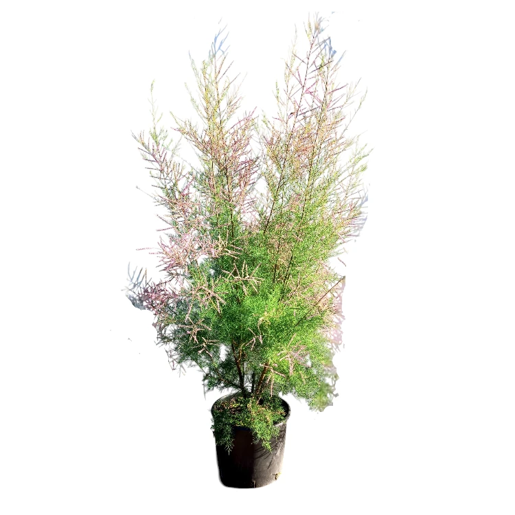 Französischer Tamariske