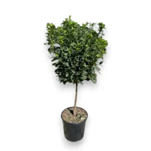 Viburnum tinus – Halbstamm