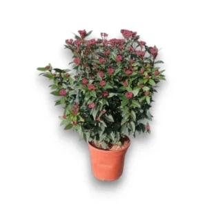 Viburnum tinus-Lorbeer-Schneeball