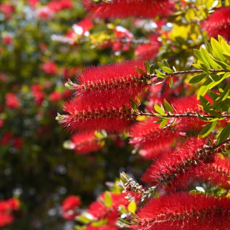 Callistemon citrinus 'Splendens'