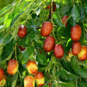 Ziziphus Jujuba