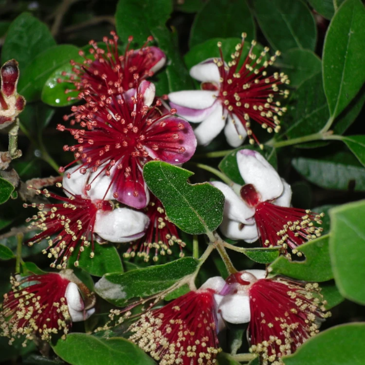 Ananas-Guave – Bild 2