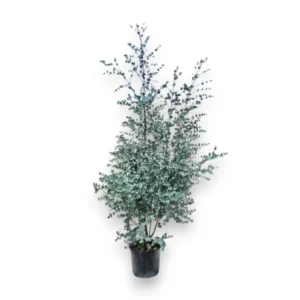 Eucalyptus gunnii 'Azura'
