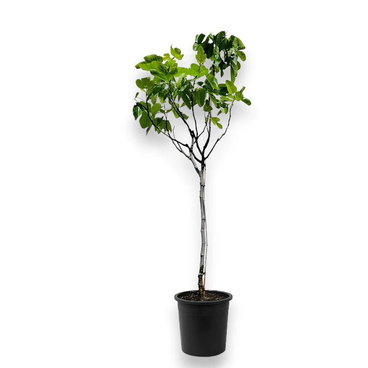 Ficus carica 'Napolitana'