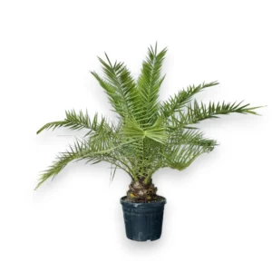 Kanarische Dattelpalme